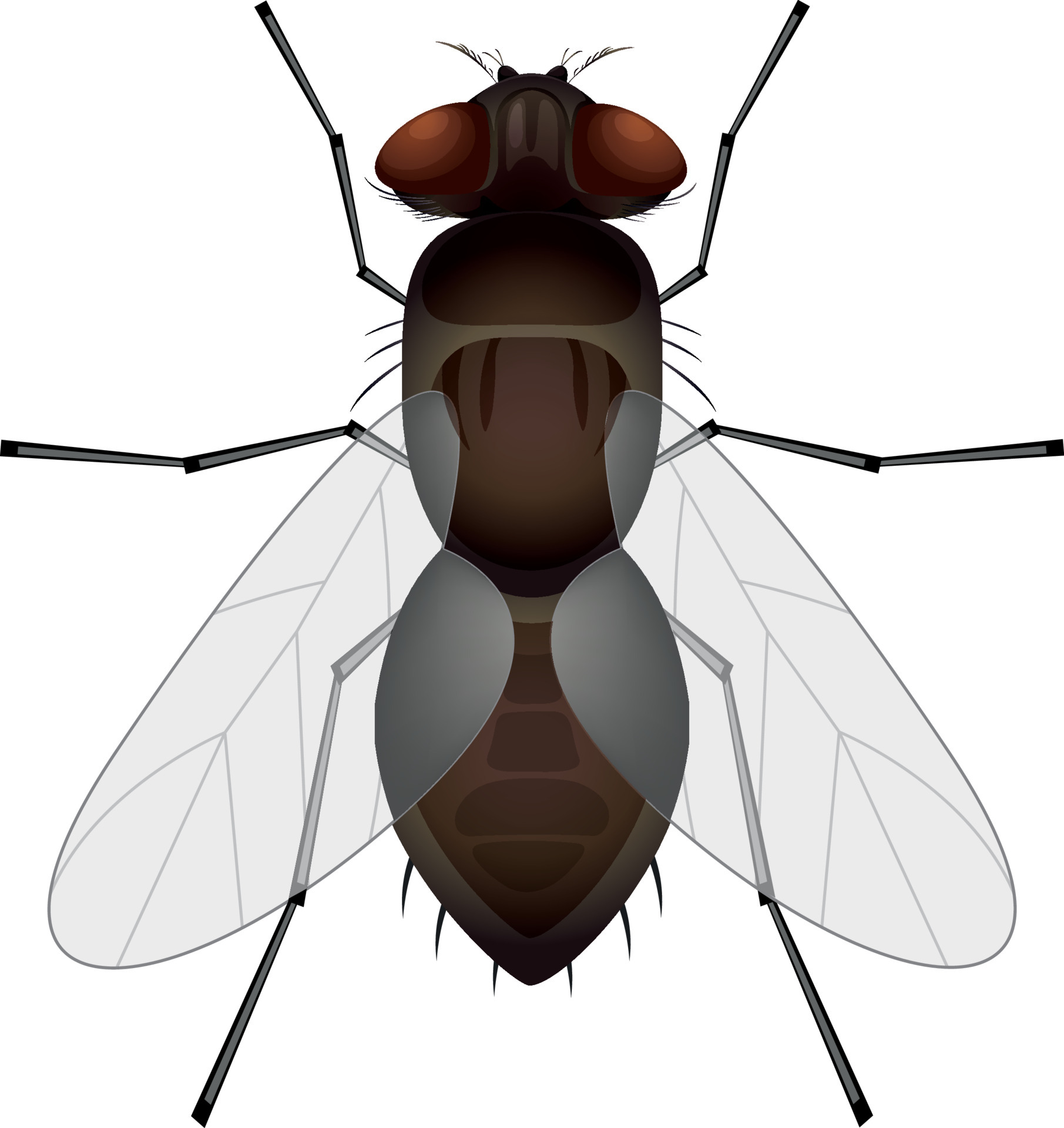 mosca de imágenes prediseñadas aislada sobre fondo blanco. ilustración