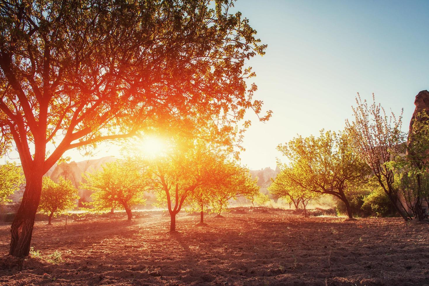 Beautiful sunset coming through the trees photo