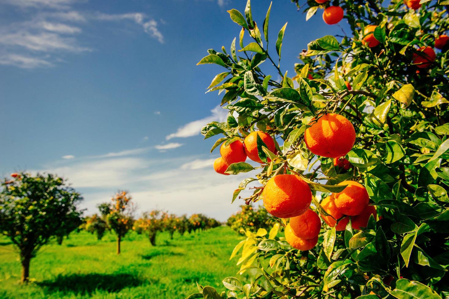 branch orange tree. photo