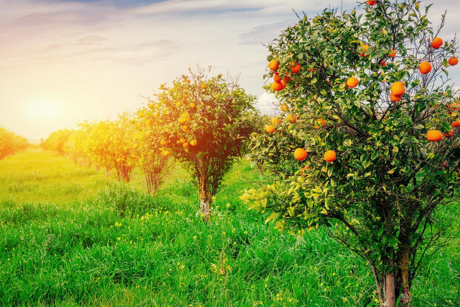 branch orange tree. photo