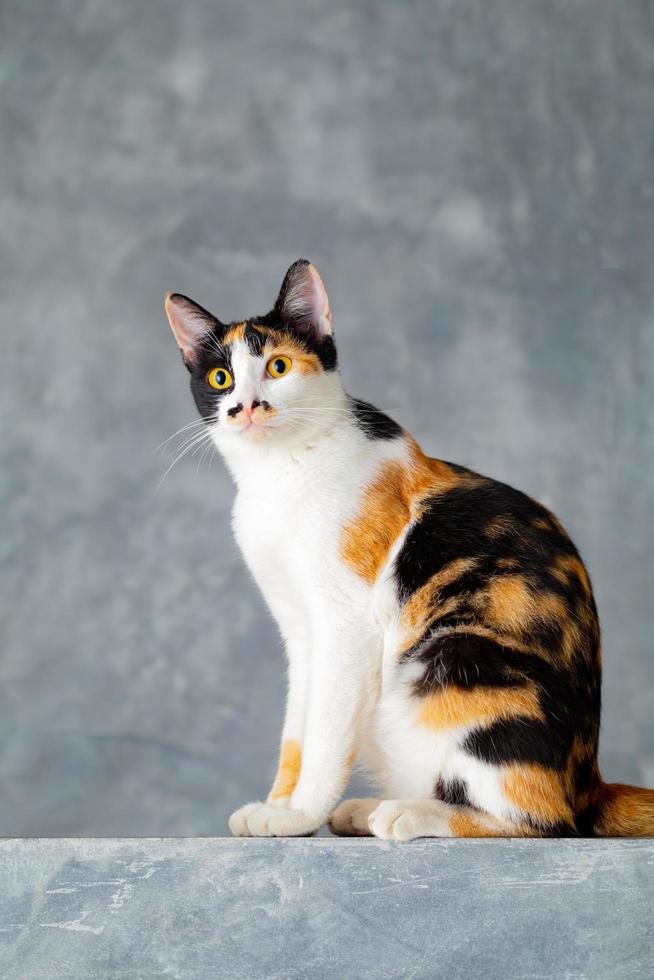 Three colored cats sitting on a loft plaster wall. photo