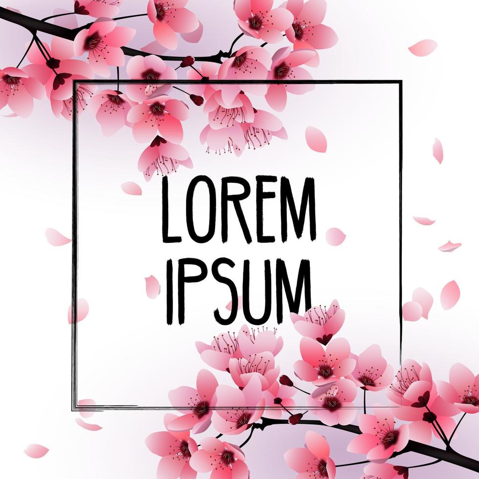 Fresh Cherry blossom, sakura flowers on white background.Vector vector