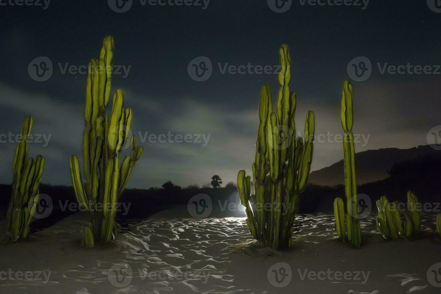 vista del árbol de cactus en la noche foto