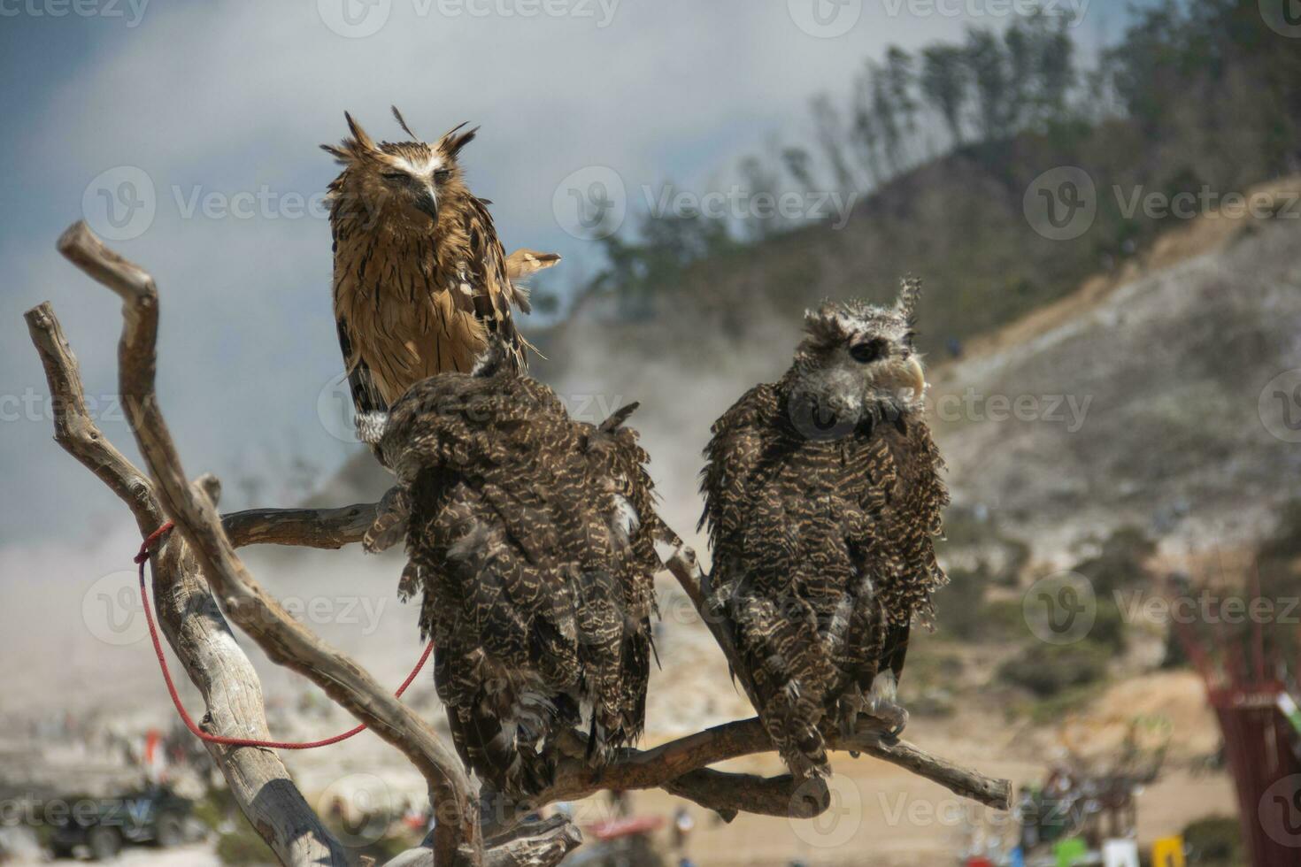 Owls on a branch photo