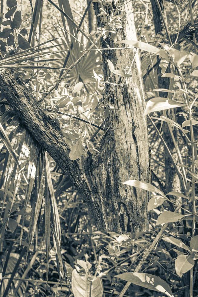 árbol aserrado colgante sin tronco selva tropical méxico. foto