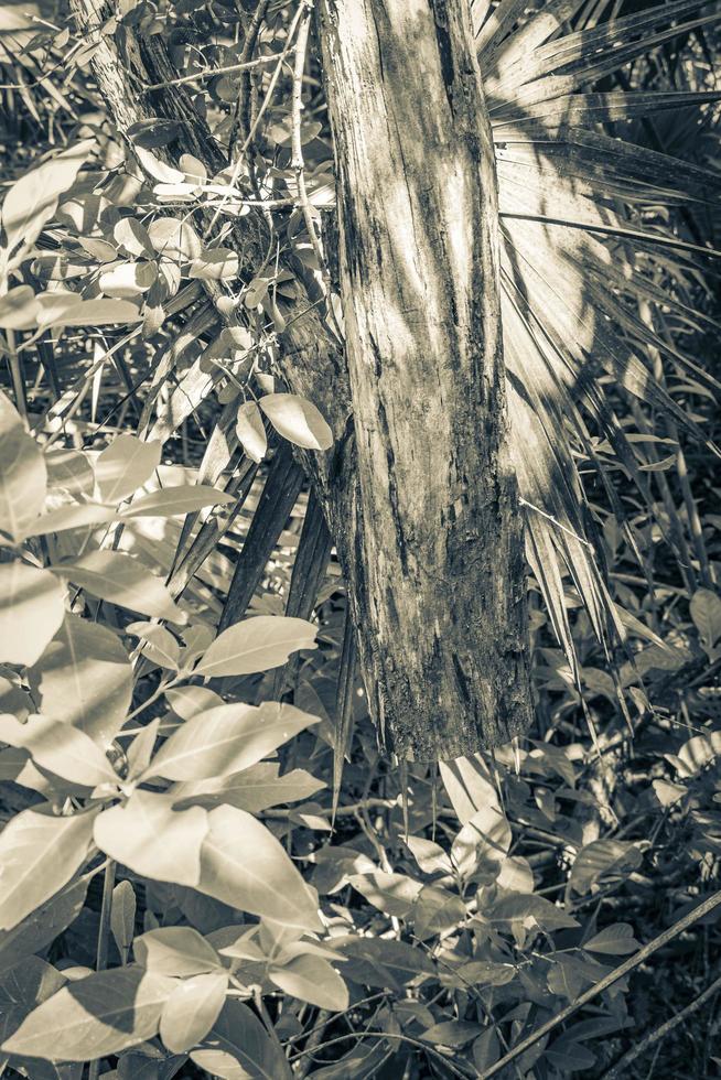 árbol aserrado colgante sin tronco selva tropical méxico. foto
