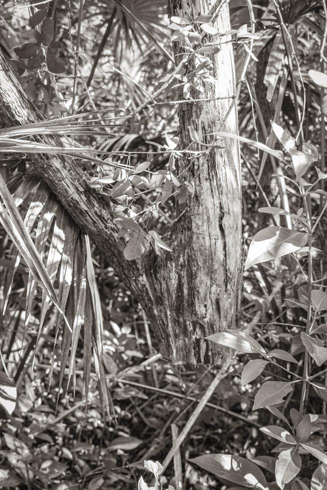 Hanging sawed off tree without trunk tropical jungle Mexico. photo