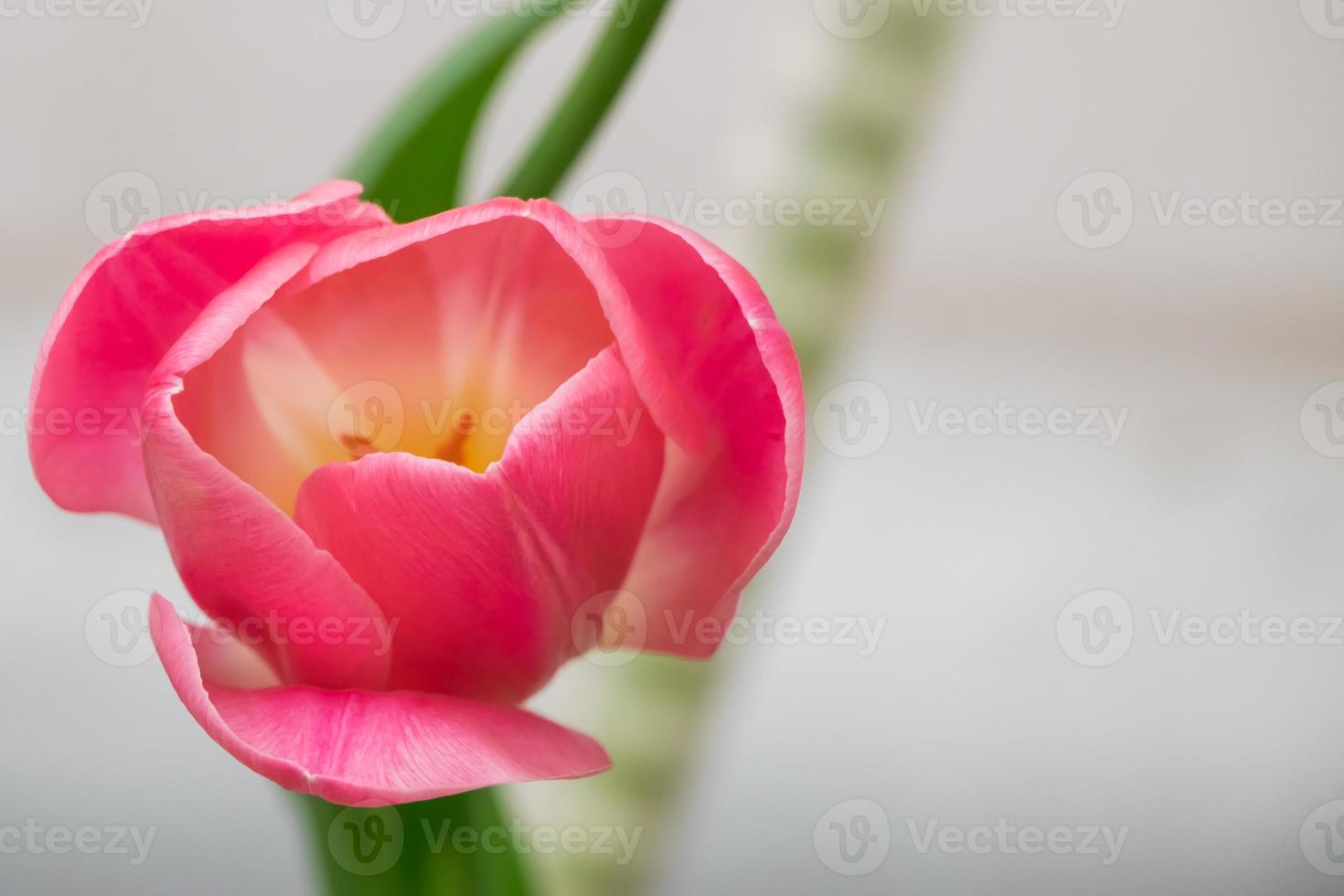 Tulip flower close up. photo