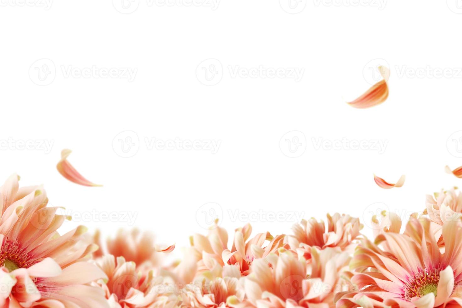 Beautiful spring flowers background, Season theme, hello spring photo