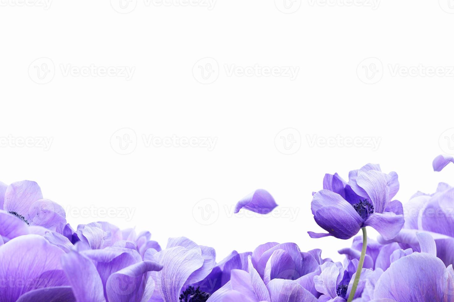 Beautiful spring flowers background, Season theme, hello spring photo