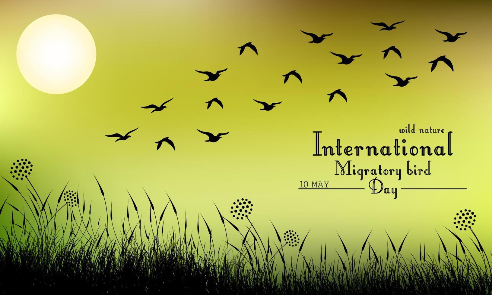 Field of grass and flying birds on night background.Vector vector