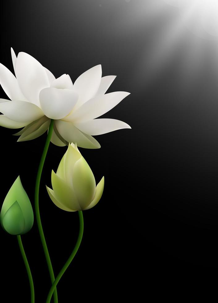 White Lotus flowers with rays on black background.Vector vector