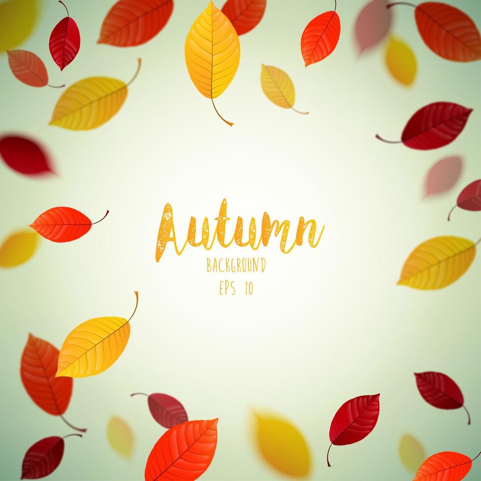Flying autumn beech leaves background vector