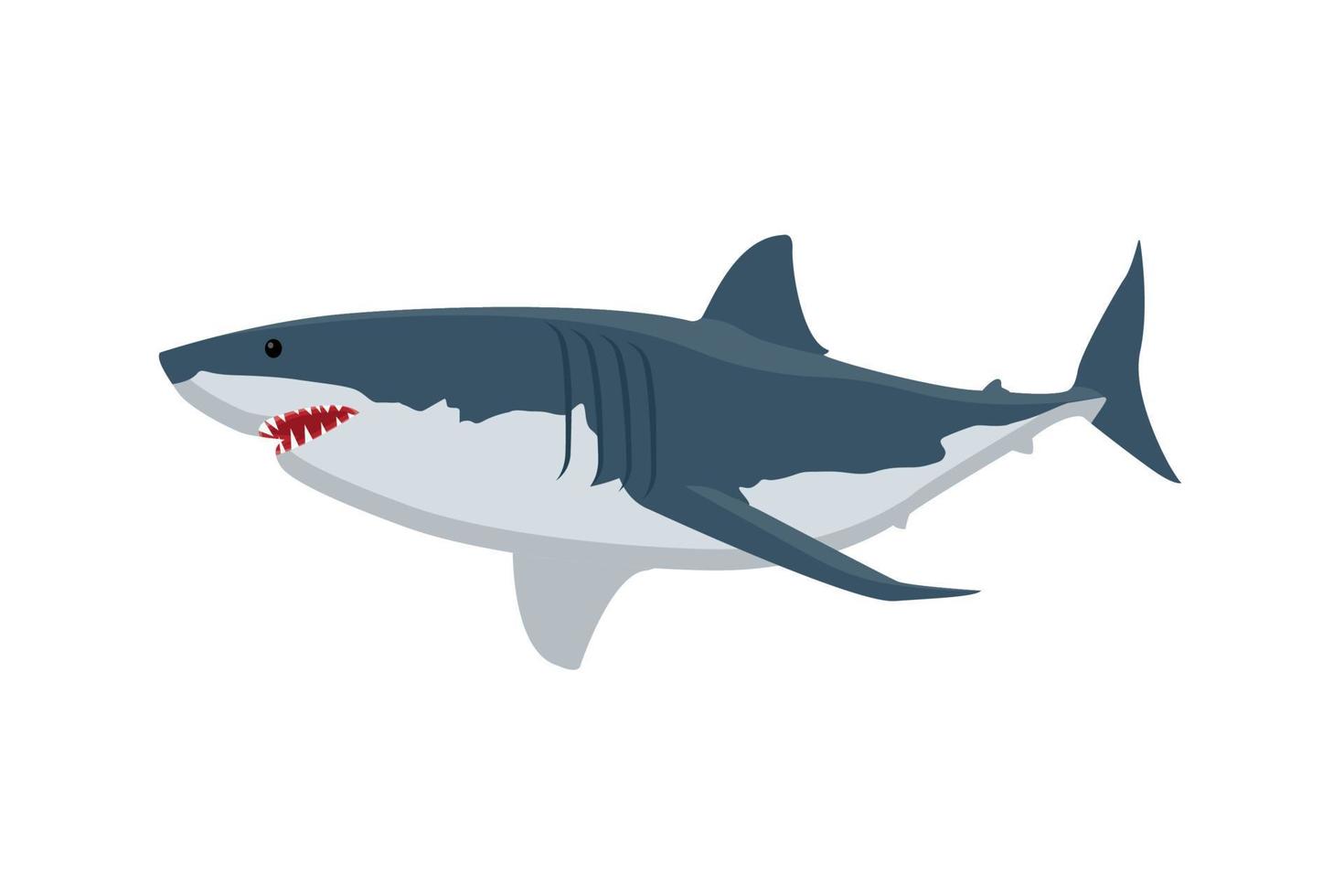 shark vector illustration