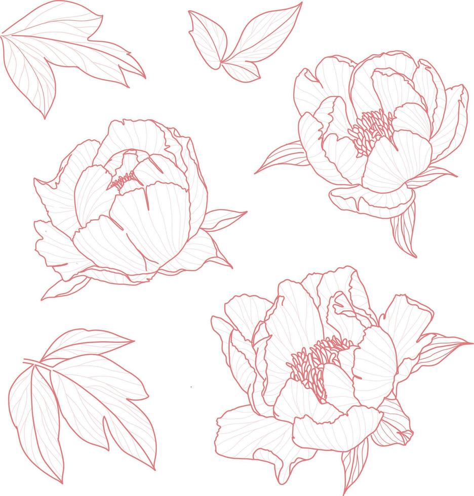 Set 2 of isolated peony ihand drawn flower vector illustration