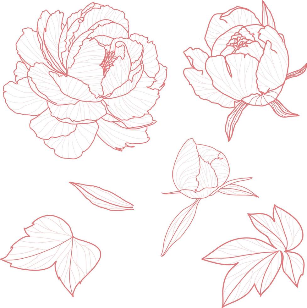 Set 1 of isolated peony ihand drawn flower vector illustration