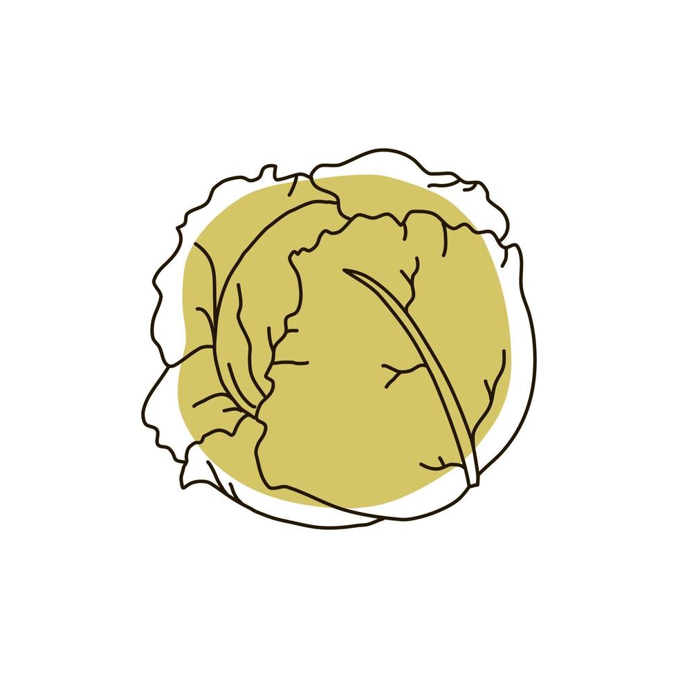 Cabbage outline on a white background. Icon. Vector illustration.