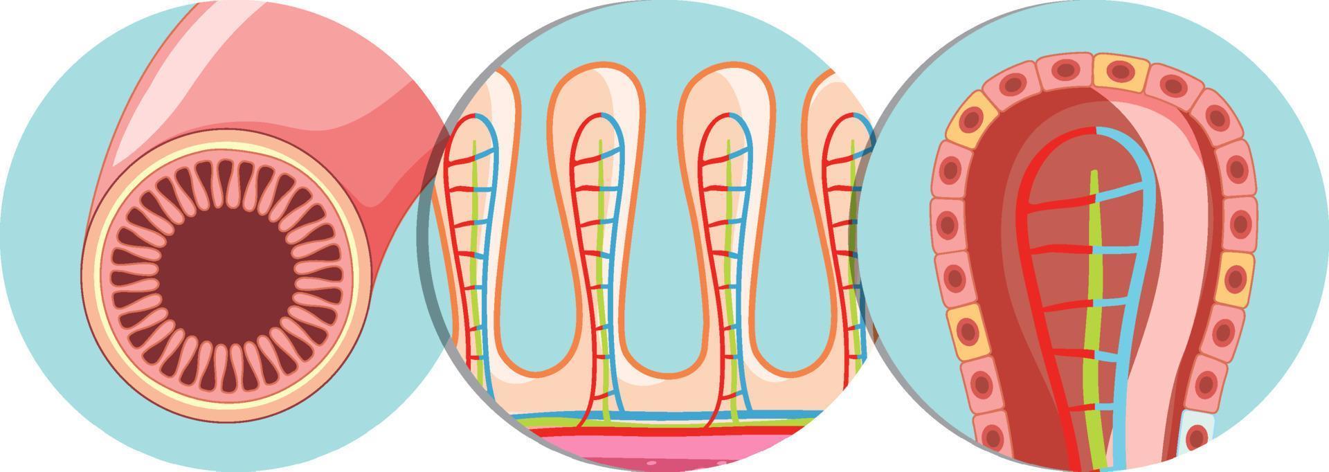 diagrama que muestra la estructura de las vellosidades intestinales vector