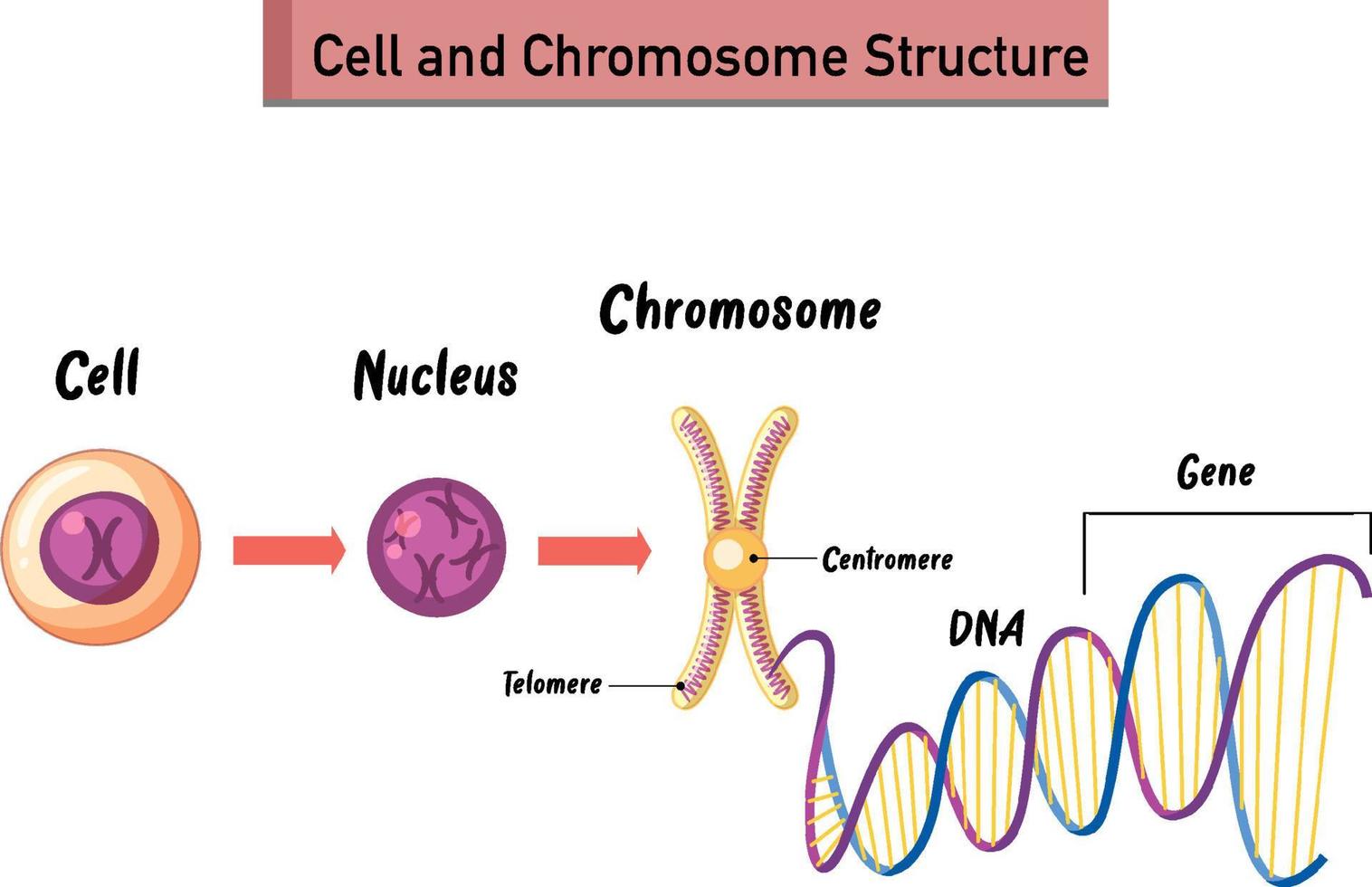 Cell and Chromosome Structure infographic vector