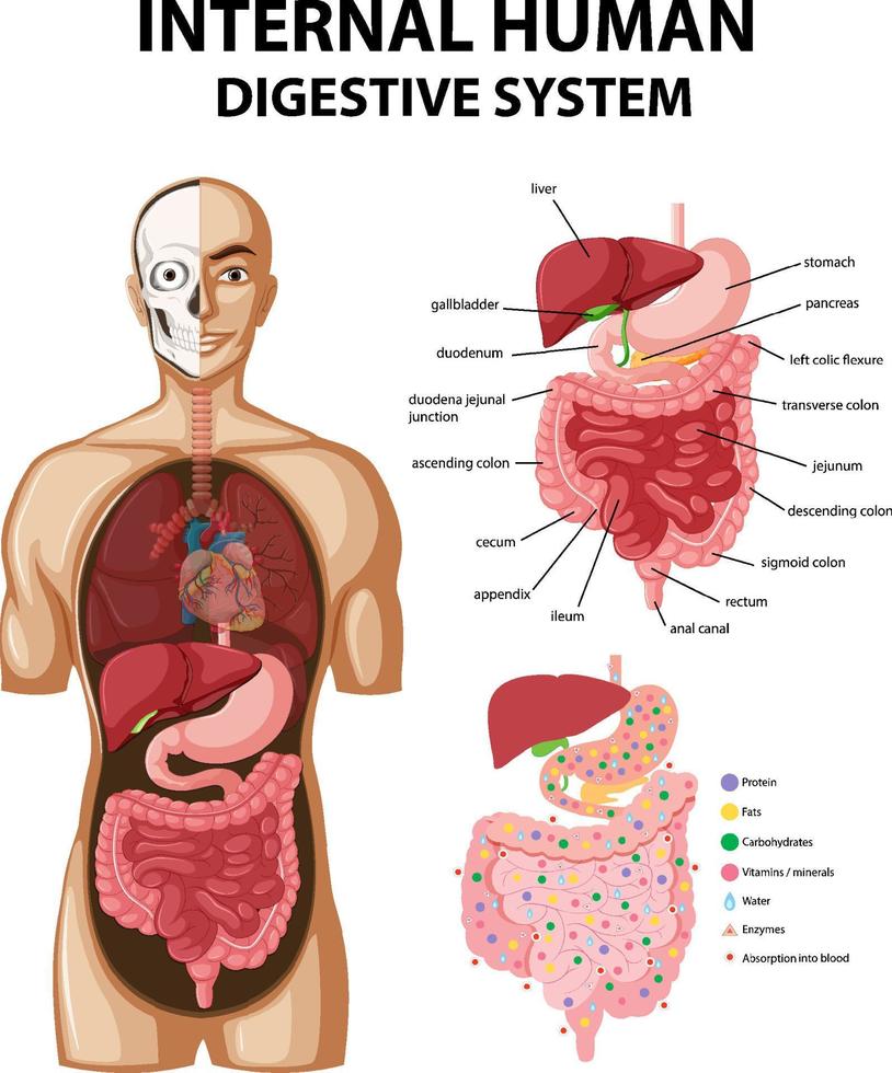 Diagram showing internal human digestive system vector