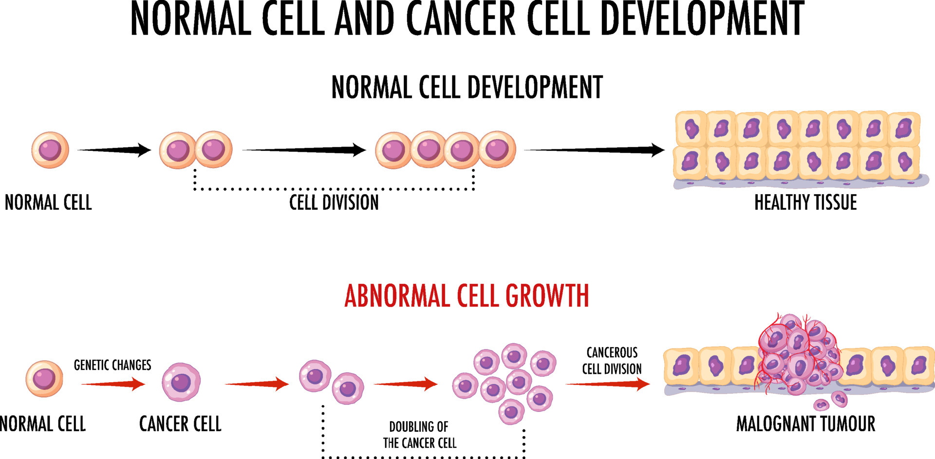 Diagram showing normal and cancer cells 6581242 Vector Art at Vecteezy Biology Diagrams
