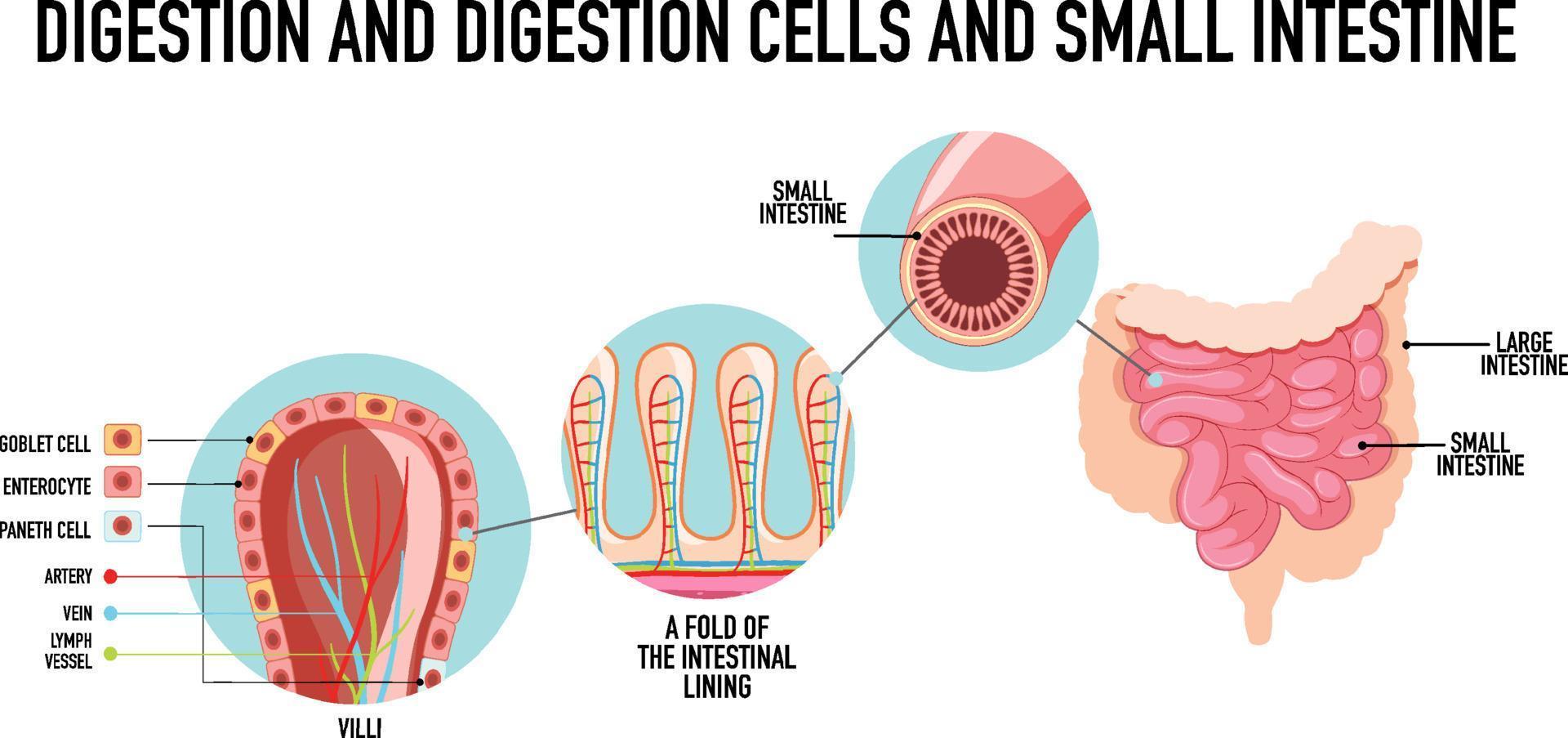 Diagram showing normal and cancer cells in human vector