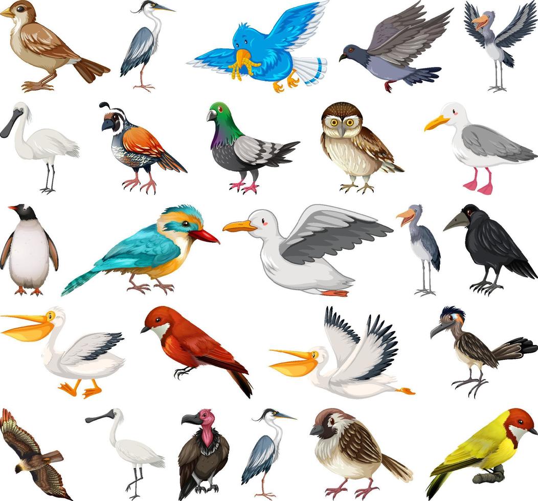 Different kinds of birds collection vector