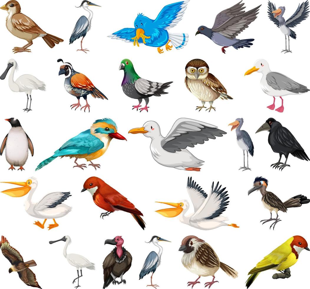 diferentes tipos de colección de aves vector