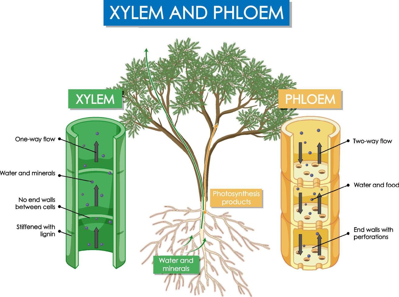 Diagram showing xylem and phloem plant vector