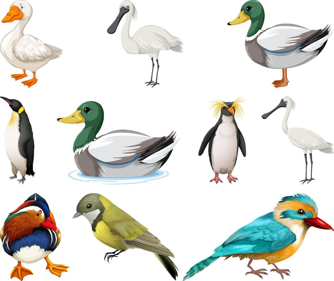 Different kinds of birds collection vector