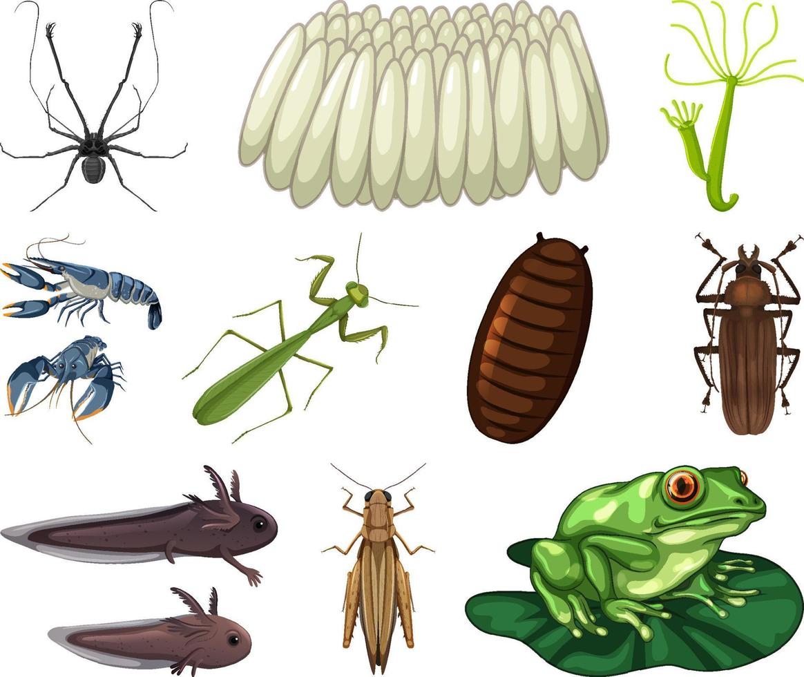 Different kinds of insects and animals on white background vector