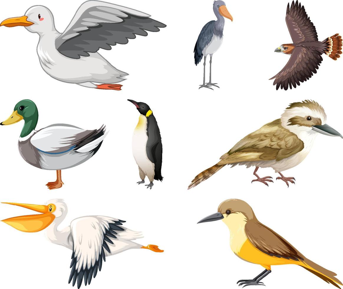 diferentes tipos de colección de aves vector