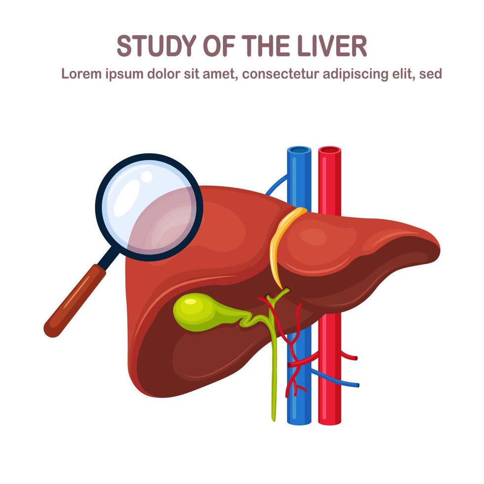 Human liver isolated on white background. Study of internal organ. Gallbladder, aorta, portal vein, hepatic duct. Medical science anatomy. Vector flat design