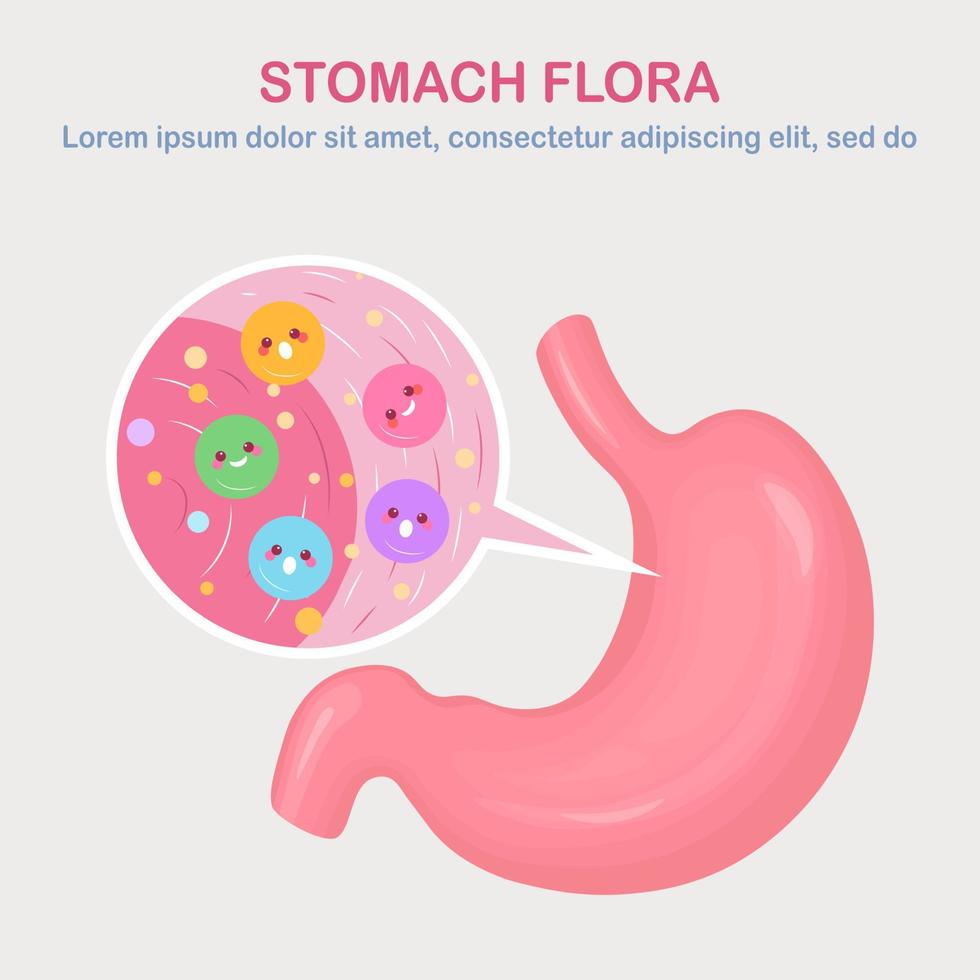 Stomach flora. Digestive system, tract with cute good bacteria, virus, microorganisms, probiotics isolated on white background. Internal human organs. Medical, biology concept. Vector flat design