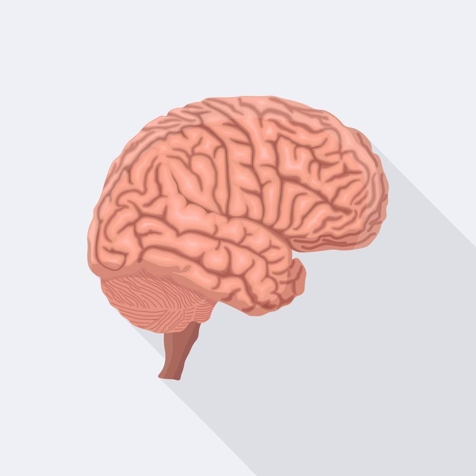 cerebro. órgano interno humano vector