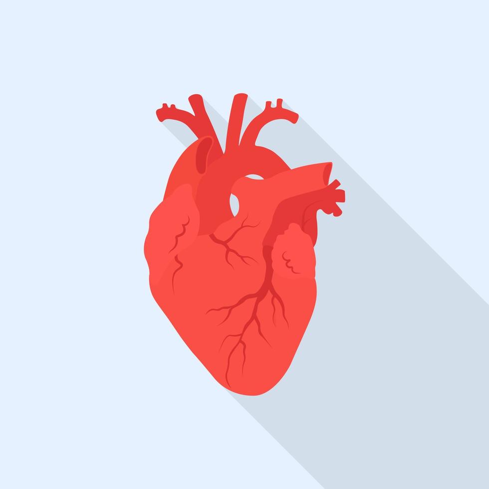 Red human heart. Internal organ. vector