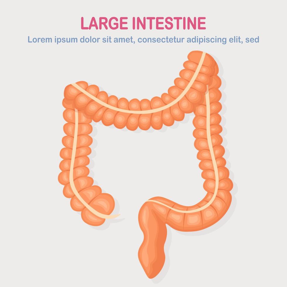 Gastrointestinal tract. Large intestine, guts isolated on white background. Digestive tract. Colon, bowel. Medicine, biology concept. Vector cartoon design