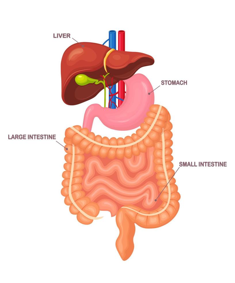 tracto gastrointestinal. intestinos, tripas, estómago, hígado aislado sobre fondo blanco. tracto digestivo. colon, intestino. medicina, concepto de biología. diseño de dibujos animados de vectores