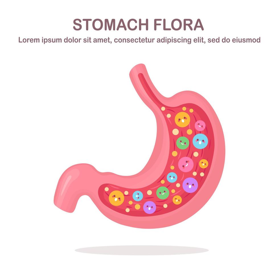 Stomach flora. Digestive system, tract with cute good bacteria, virus, microorganisms, probiotics isolated on white background. Internal human organs. Medical, biology concept. Vector flat design