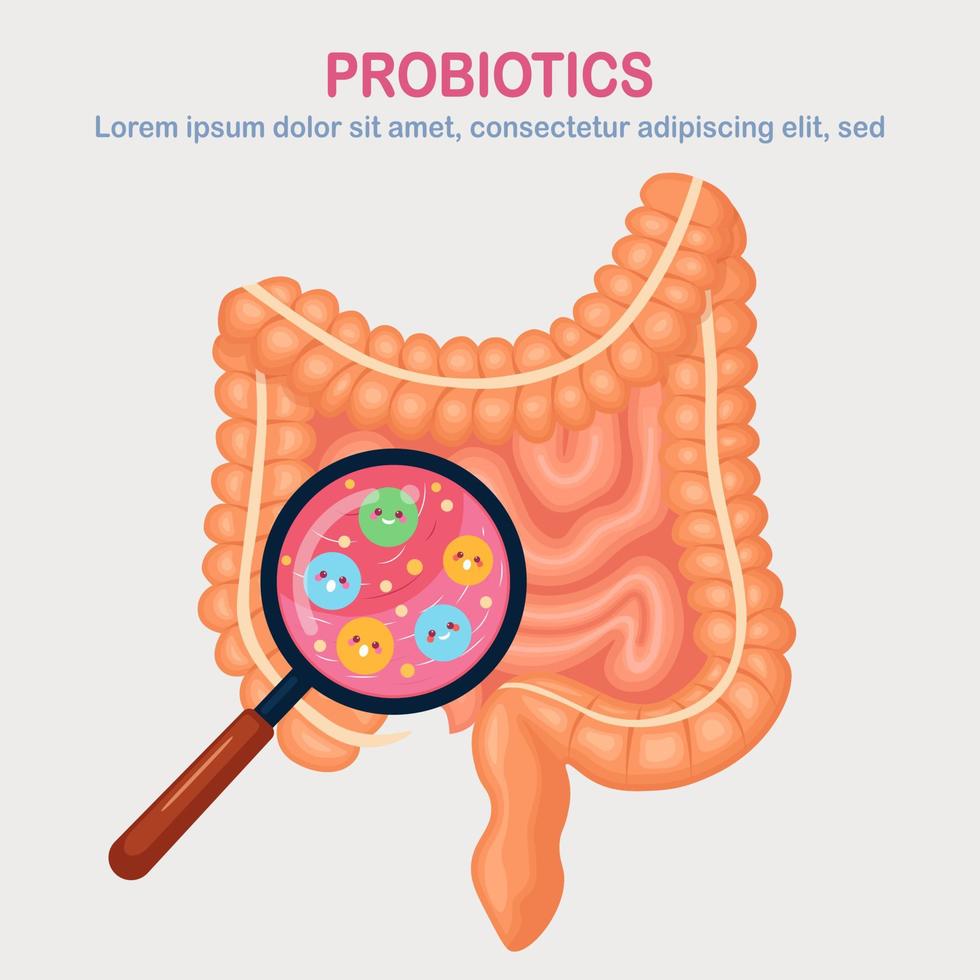 intestinos, tripas flora aislado sobre fondo blanco. tracto digestivo con lindas bacterias, probióticos, virus, microorganismos, lupa. medicina, concepto de biología. colon, diseño plano del vector intestinal