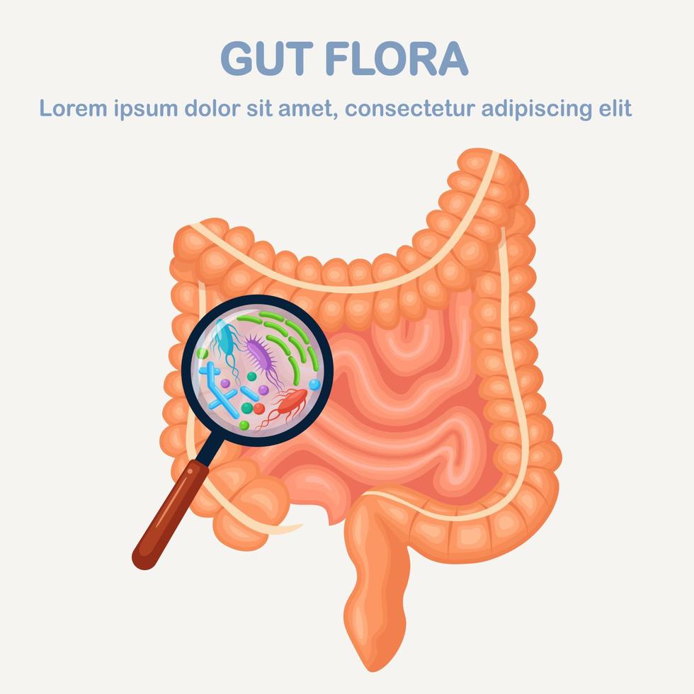 Intestines, guts flora isolated on white background. Digestive tract with bacteria, virus, microorganisms and magnifying glass. Medicine, biology concept. Colon, bowel. Vector cartoon design