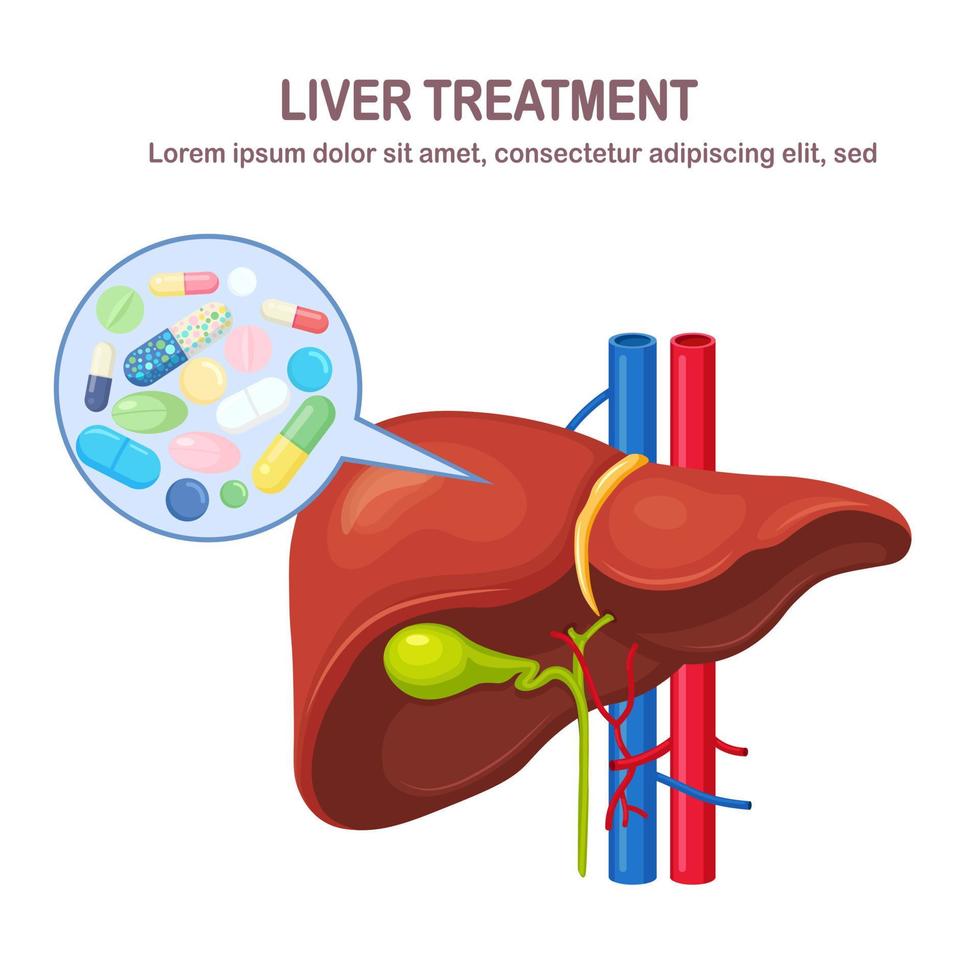 hígado humano con pastillas, medicamentos, medicamentos aislados en fondo blanco. órgano interno. vesícula biliar, aorta, vena porta, conducto hepático. anatomía de la ciencia médica. tratamiento. diseño plano vectorial vector