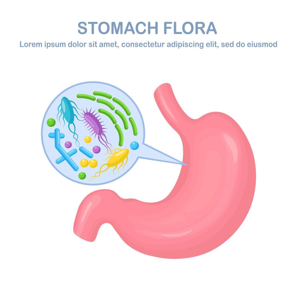 flora estomacal. sistema digestivo, tracto con bacterias, virus, microorganismos, probióticos aislados en fondo blanco. órganos humanos internos. concepto de biología médica. diseño plano vectorial vector