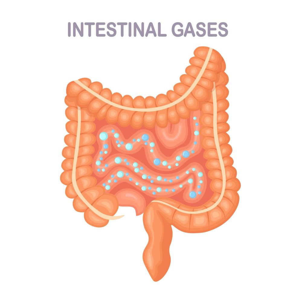 intestinos, tripas con burbujas aisladas en el fondo. sistema digestivo, tracto con gas intestinal. hinchazón, gastritis. problema digestivo medicina, concepto de biología. colon, diseño plano del vector intestinal