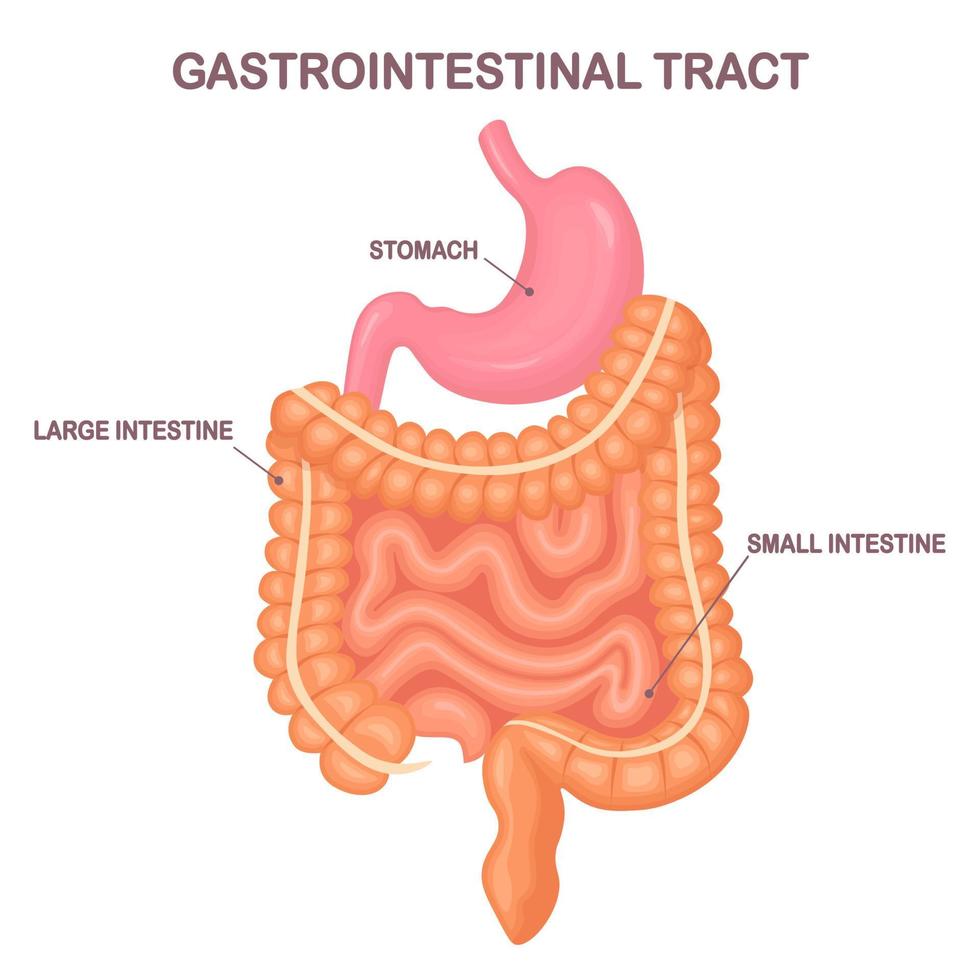 Gastrointestinal tract. Intestines, guts, stomach isolated on white background. Digestive tract. Colon, bowel. Medicine, biology concept. Vector cartoon design