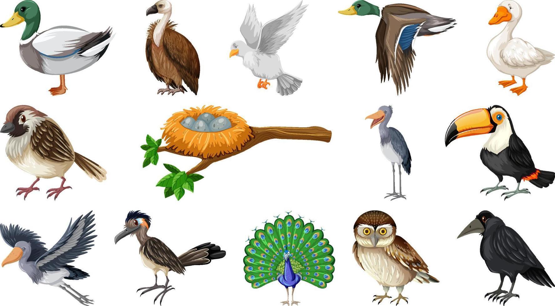 Different kinds of birds collection vector