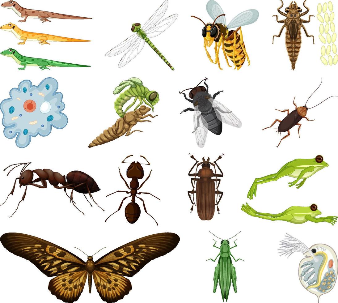 diferentes tipos de insectos y animales sobre fondo blanco vector