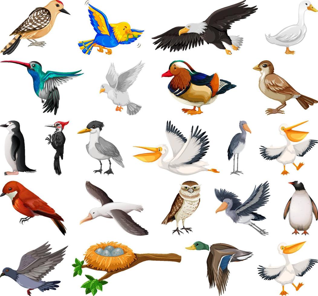 Different kinds of birds collection vector