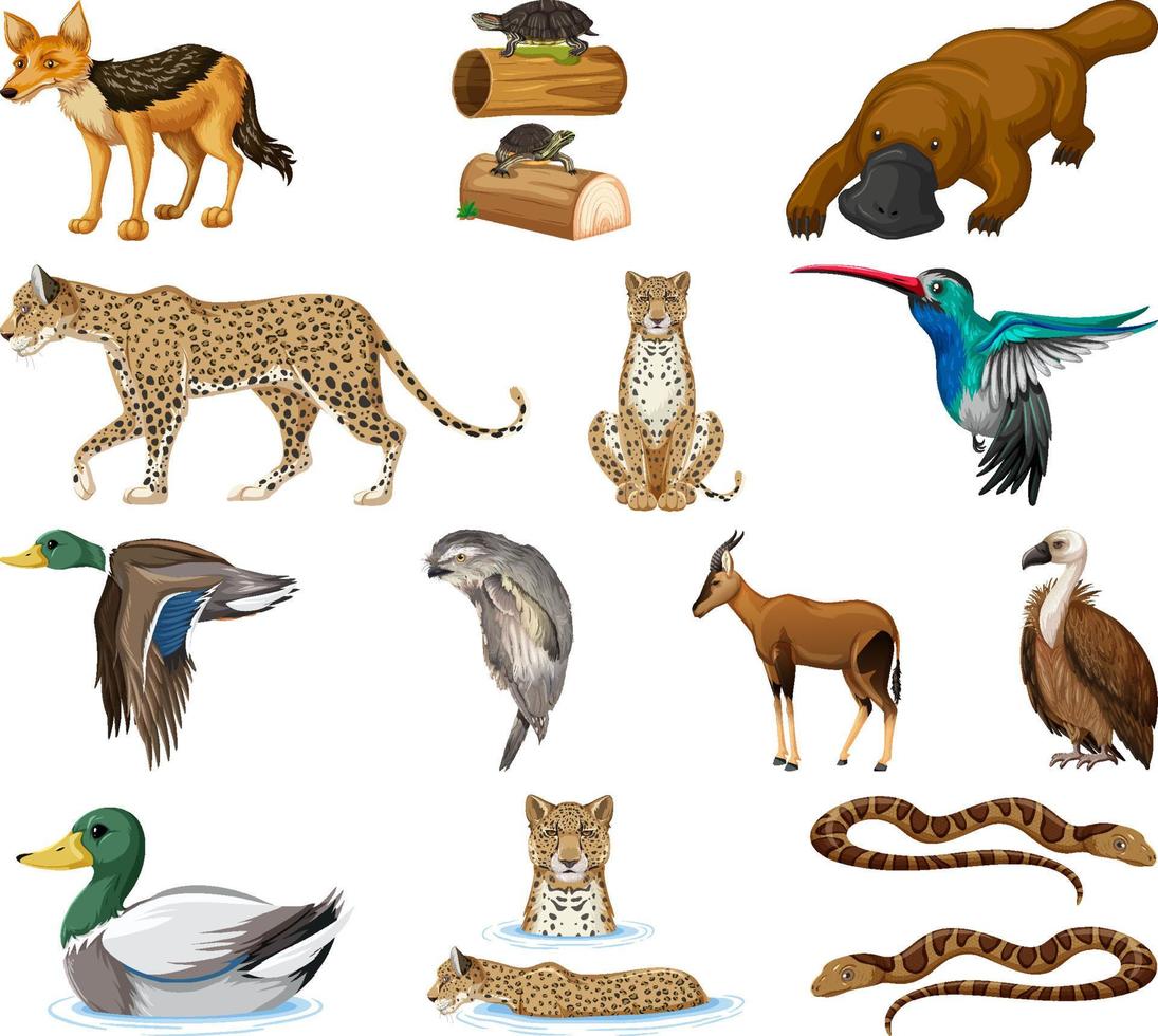 colección de diferentes tipos de animales vector