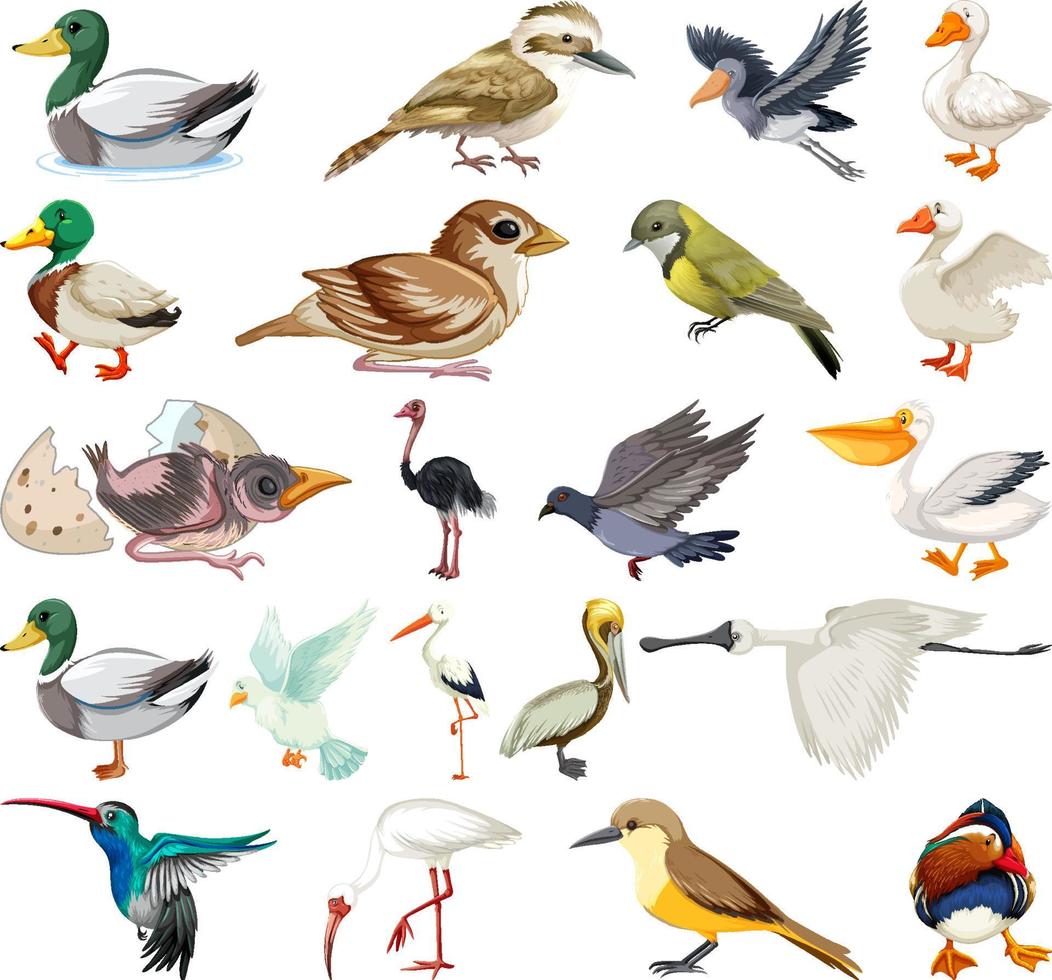 Different kinds of birds collection vector